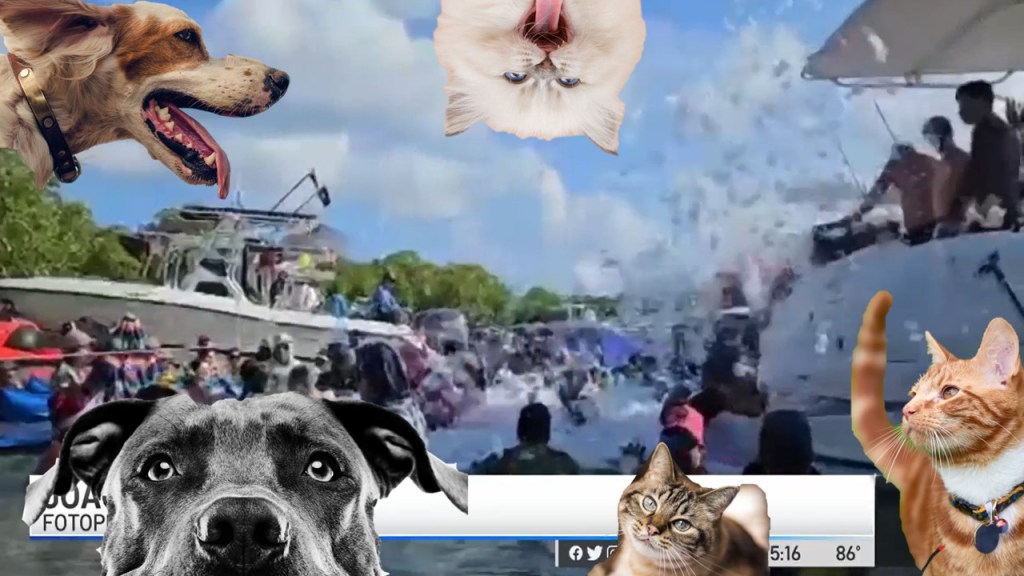 Perros y gatos realengos que no fueron al espuma party en Cayo&nbsp;Matías