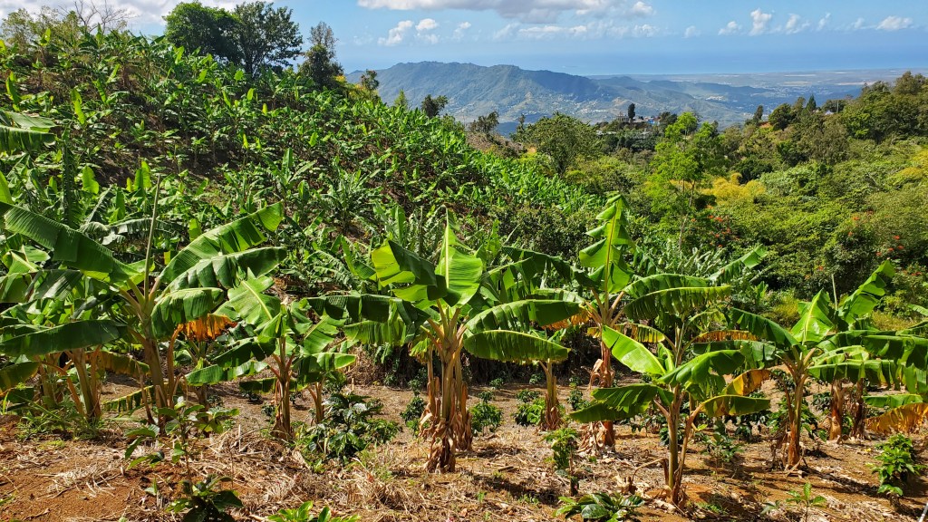 Desde la alacena: Presentaciones de la reciente reunión de la Empresa de Farináceos de la Estación Experimental Agrícola de la&nbsp;UPRM
