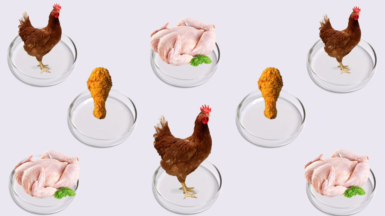 Arroz con pollo en un plato Petri