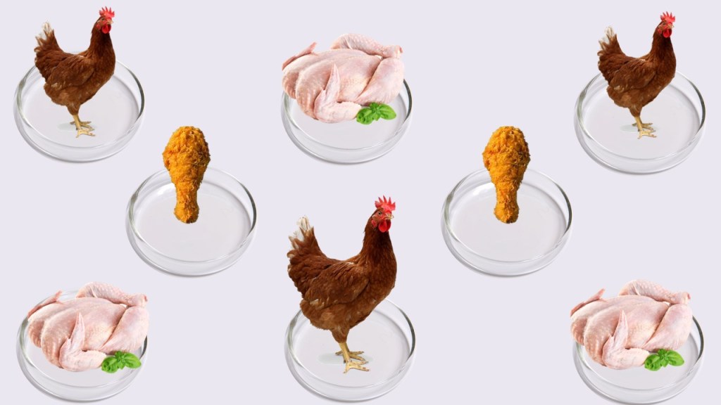 Arroz con pollo en un plato&nbsp;Petri