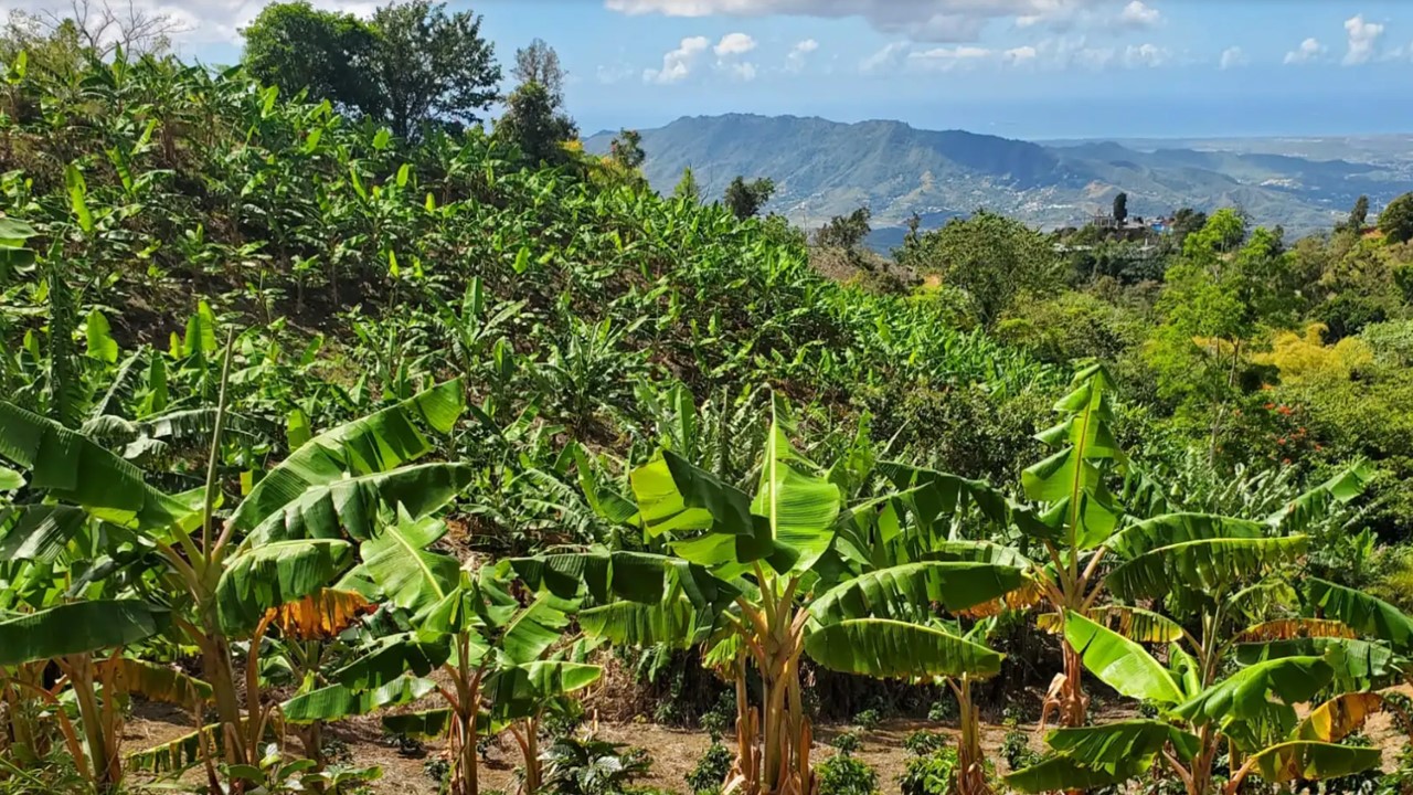 Puerto Rican farmers will replant despite Ernesto’s impacts