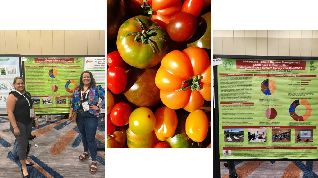 Cultivan soluciones colaborativas: Investigadoras trabajan con el agro local en el manejo de enfermedades en tomates&nbsp;🍅