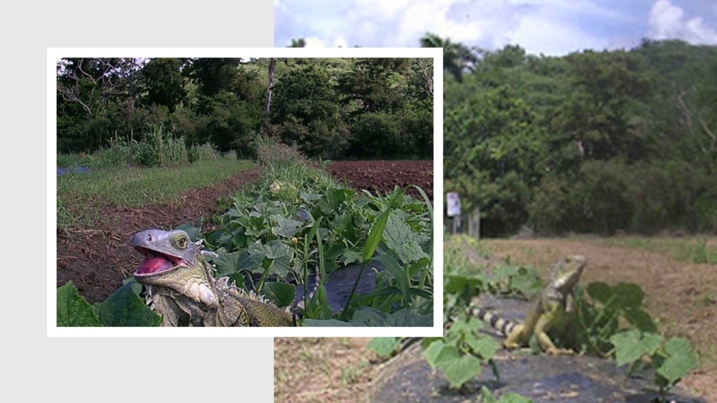 Parece que a las iguanas verdes no le gusta pasar trabajo para comer en una finca en Puerto&nbsp;Rico