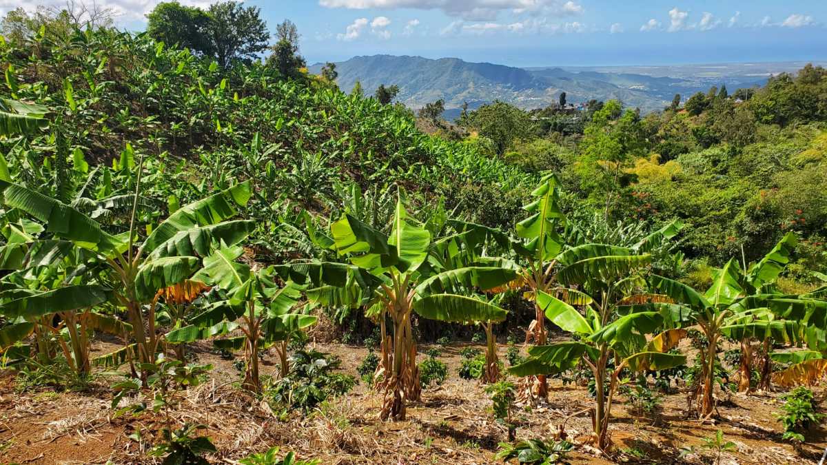 Árboles de guineos.