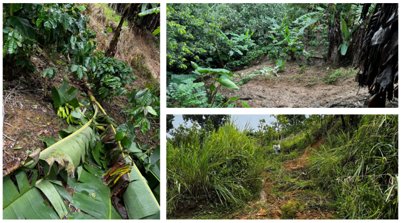 Tres fotos de arboles dañados por la Tormenta Tropical Ernesto. 