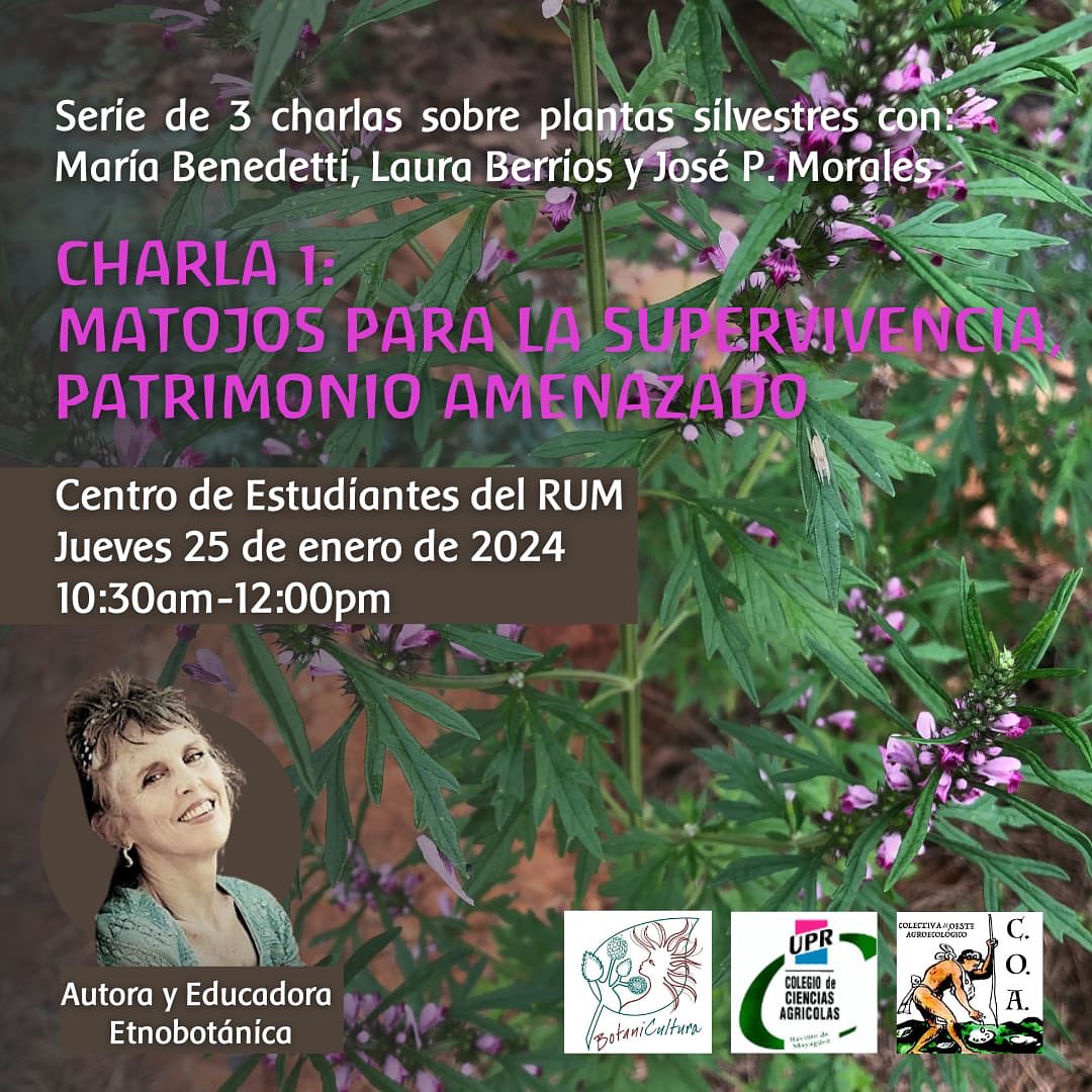 May be an image of 1 person and text that says 'Seríe de 3 charlas sobre plantas silvestres con María Benedetti, Laura Berríos José P. Morales CHARLA 1: MATOJOS PARA LA SUPERVIVENCIA PATRIMONIO AMENAZADO Centro de Estudíantes del RUM Jueves 25 de enero de 2024 10:30am-12:00pm Autora y Educadora Etnobotáníca UPR AGROECOLOGIS COLEGIO CIENCIAS AGRICOLAS BotaniCultura'
