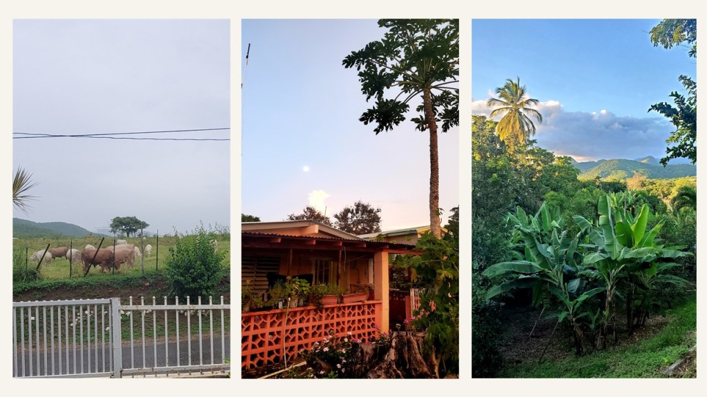 Campo con vacas pastando bajo un cielo nublado.