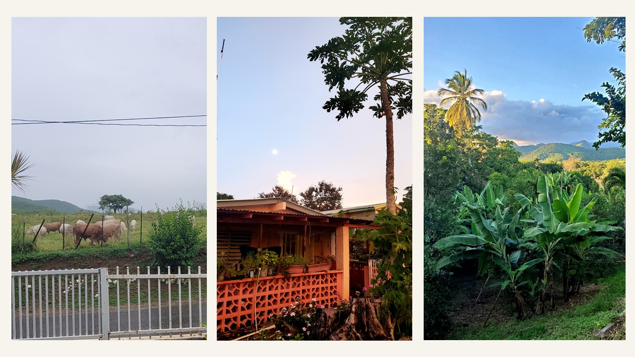 Memorias que huelen a sofrito con mucho recao