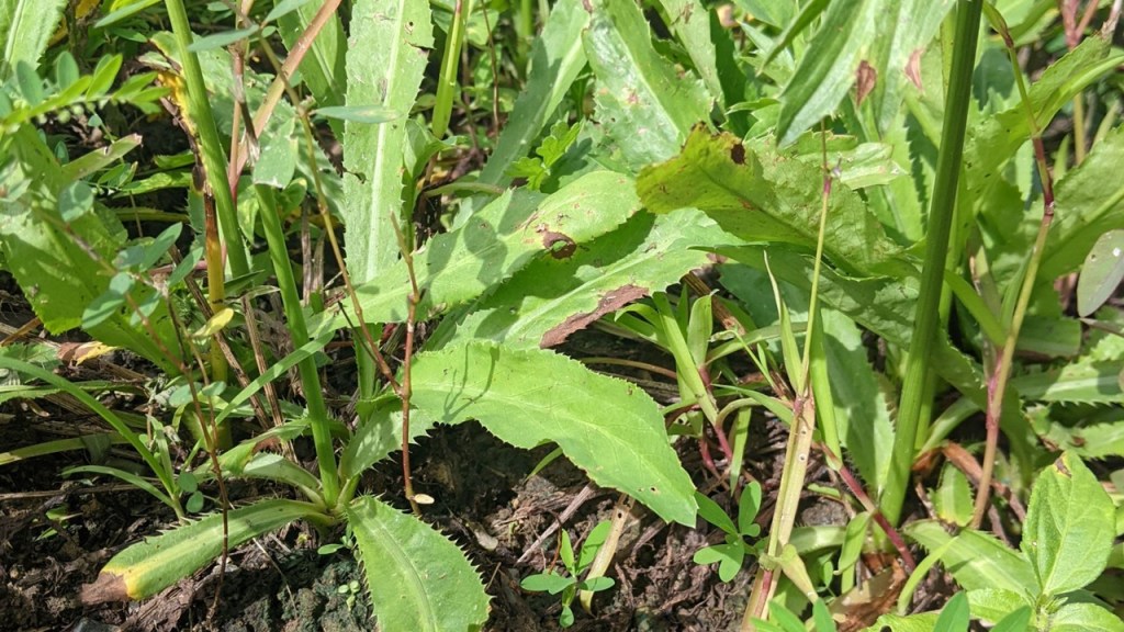 Una variedad de plantas verdes en el suelo, con hojas grandes y textura diversa.