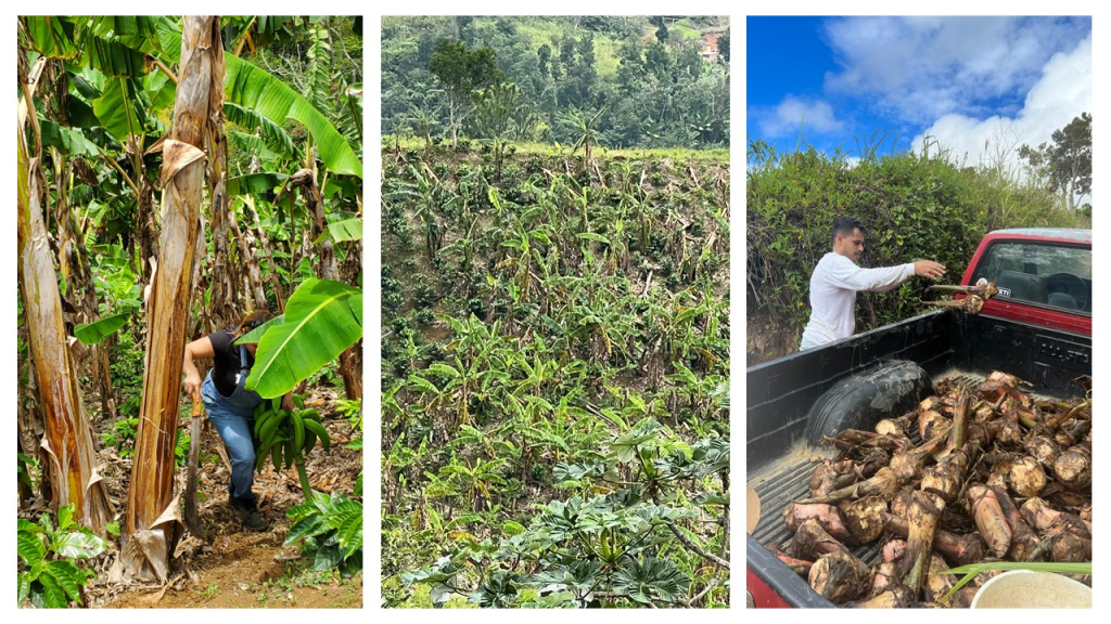 Una persona cosechando plátanos en un cultivo.